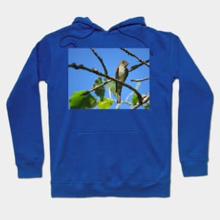 Eastern Wood-Pewee No.2 Hoodie